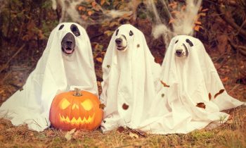 Prepara tu tienda online para Halloween